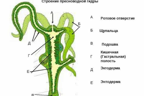 Kraken 12 at что это